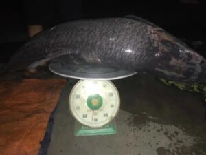 Cá trăm đen nặng kỷ lục