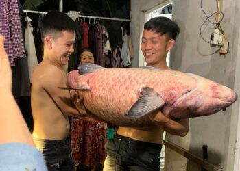 Cá trắm đen nặng kỷ lục việt nam