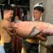 Cá trắm đen nặng kỷ lục việt nam