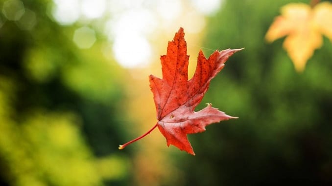 Một chiếc lá chia phôi bởi mùa thu đang gọi