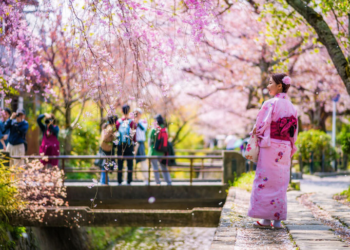 Mê hoa anh đào Nhật Bản trên mạng xã hội, du khách quyết định mua tour